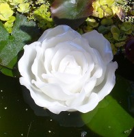 Schwimmkerze 'Rosenbl�te' perlmutt 15 cm