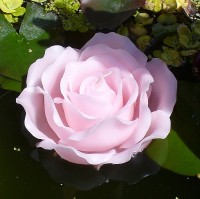 Schwimmkerze 'Rosenbl�te' rosa 15 cm