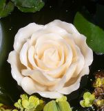 Schwimmkerze 'Rosenbl�te' creme 15 cm