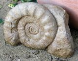 Ammonit aus Sandsteinguss 26 cm