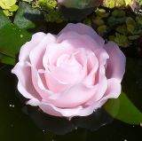 Schwimmkerze 'Rosenbl�te' rosa 15 cm