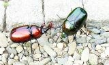 K�fer aus Polyresin 2er-Set