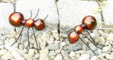 Ameise aus Polyresin 2er-Set