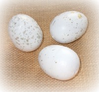 Deko-Eier 'Goldfleck' aus Styropor 12er-Set
