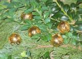Deko-Kugeln aus Metall gold 2,8 cm 12er-Set