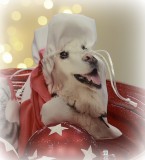 Geschenkbeutel 'Hund' 2er-Set